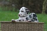 DALMATIEN 503